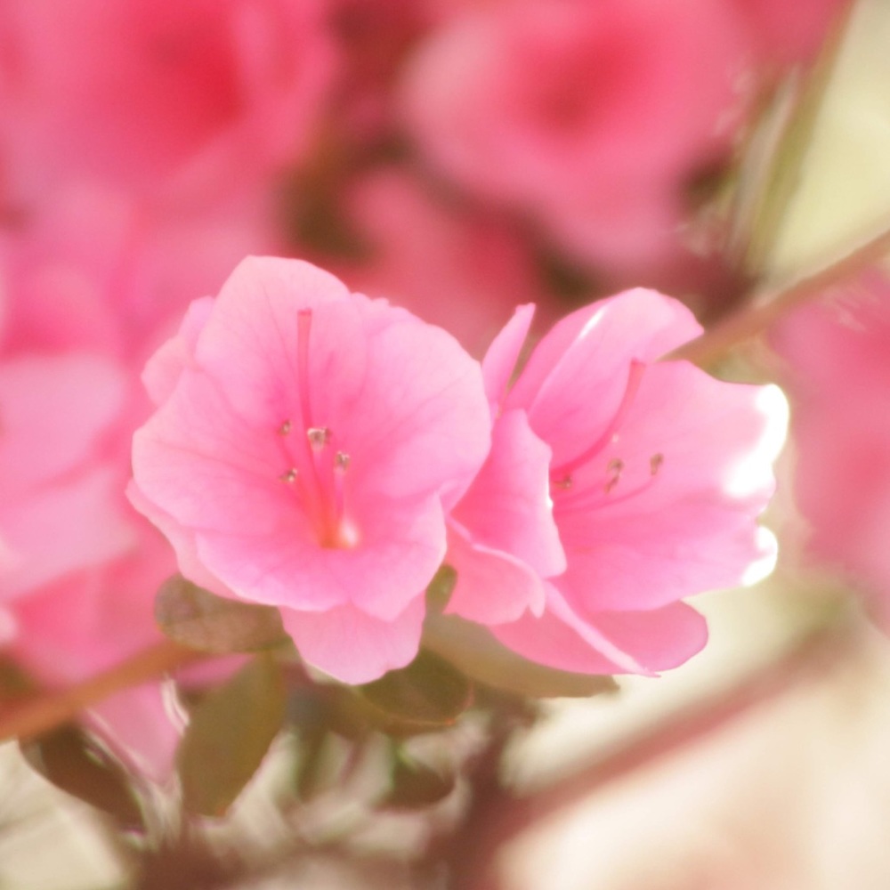 Meet your Posher, Emeralds